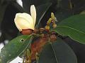 Pandua Magnolia
